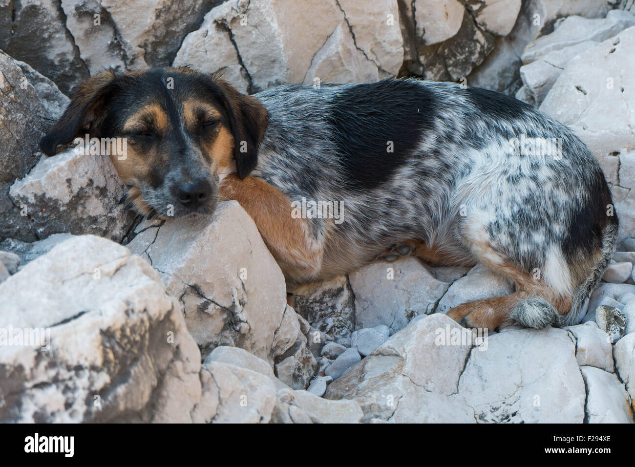 Tired dog resting in the rocks after a swim Stock Photo - Alamy