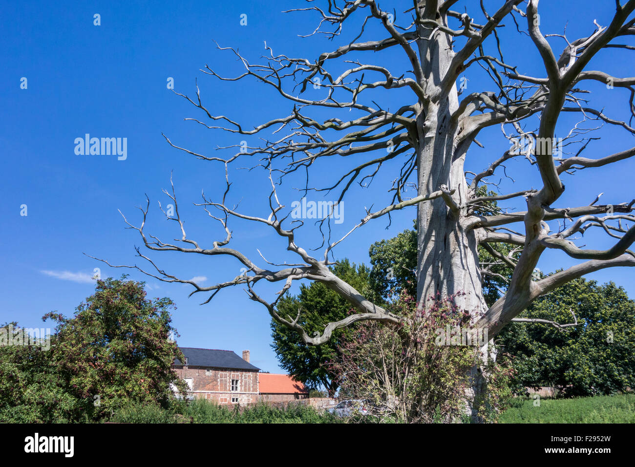 Dead tree, remnant near the Château d'Hougoumont, farmhouse where British forces faced Napoleon's Army at Waterloo, Belgium Stock Photo