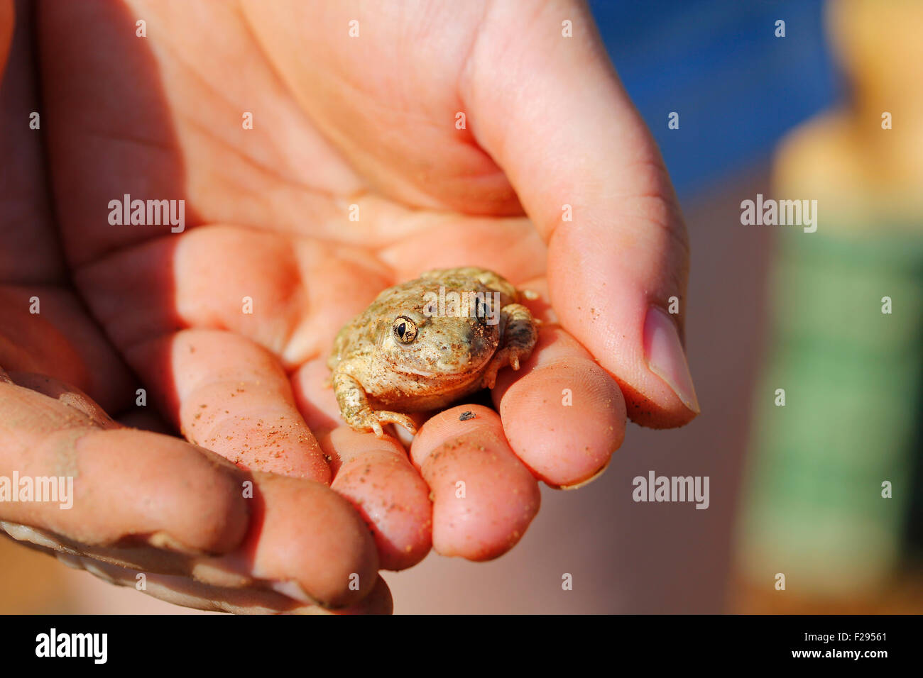 human frog baby