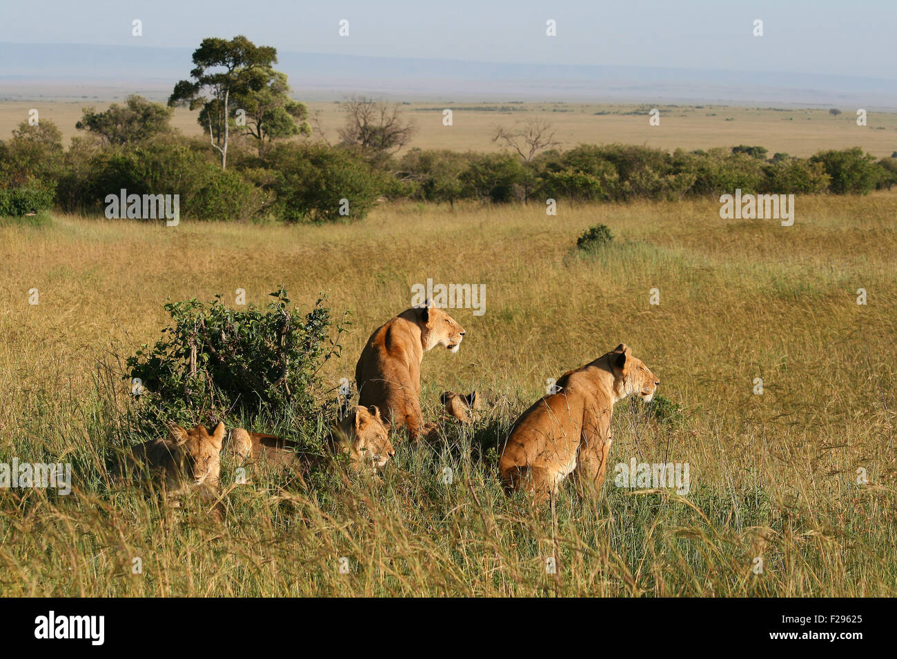 A group of wild lions in the savanna, Kenya Stock Photo