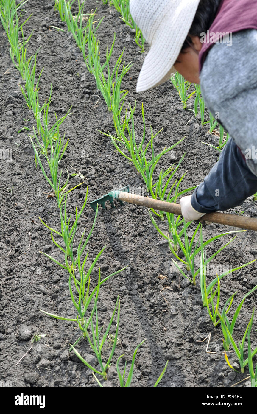 Farmers Raking Raking Soil Stock Photos & Raking Soil Stock Images - Alamy