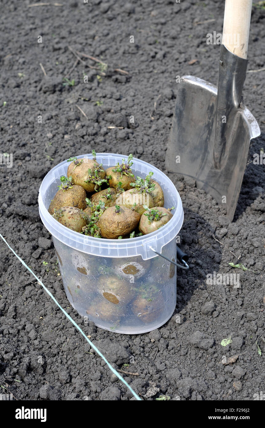 beginning of process of planting potato Stock Photo Alamy