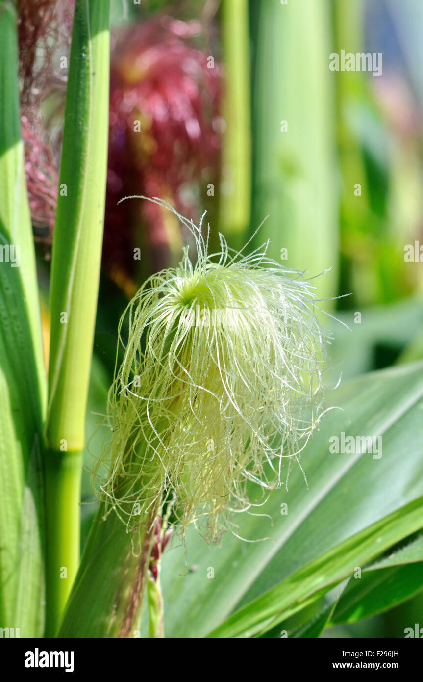 close-up of female inflorescence of maize  with young silk Stock Photo