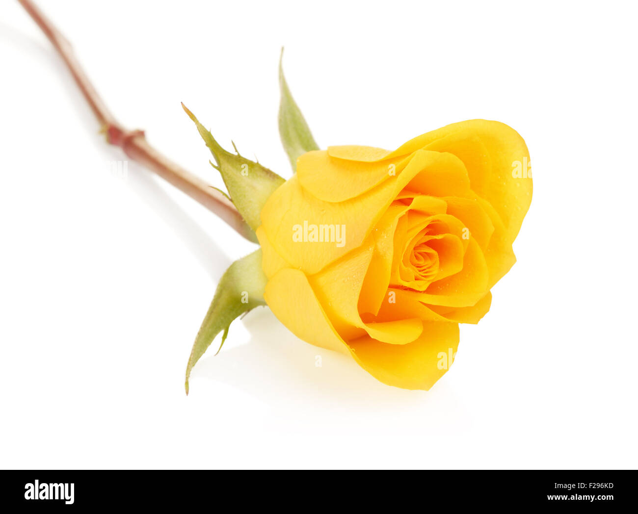 single yellow rose flower, isolated on white background Stock Photo Alamy