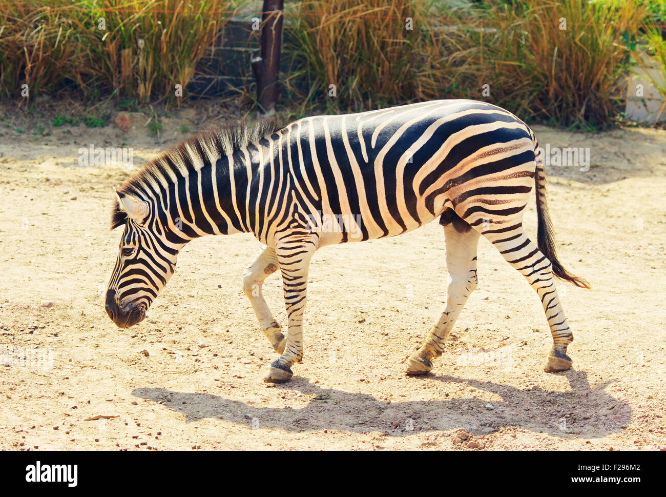 zebra at sunny summer day at outdoor Stock Photo Alamy