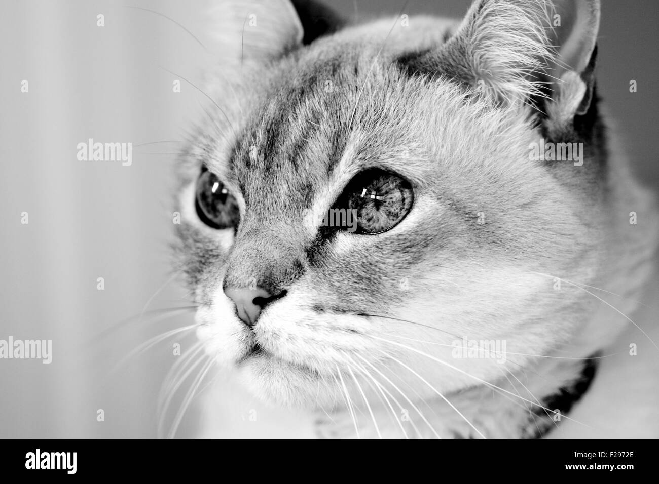Siamese cat breed Black and White Stock Photos & Images - Alamy