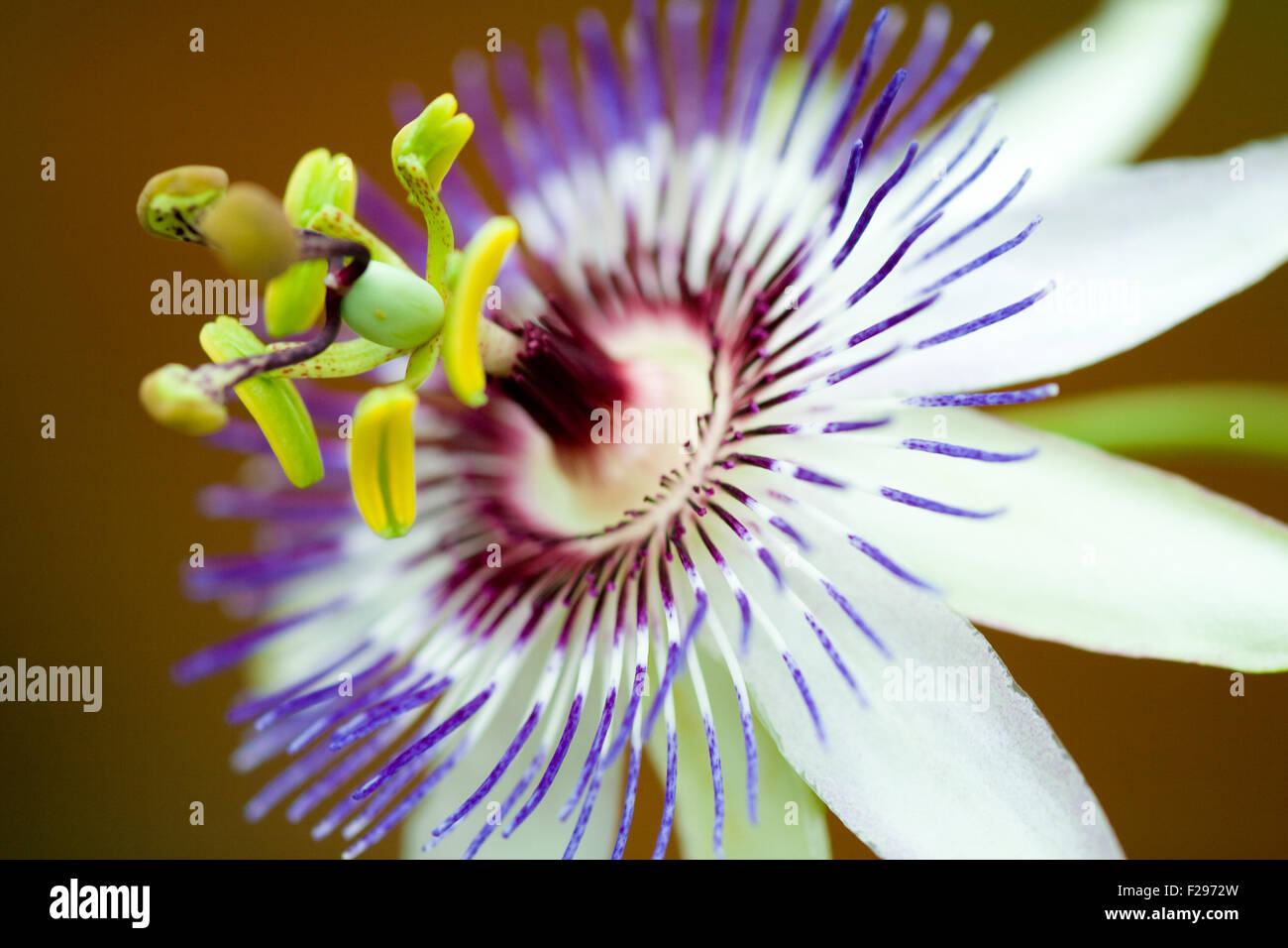 Detail of a purple passion flower. Stock Photo