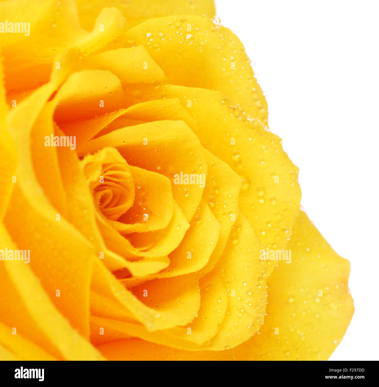single yellow rose flower, isolated on white, close up Stock Photo Alamy