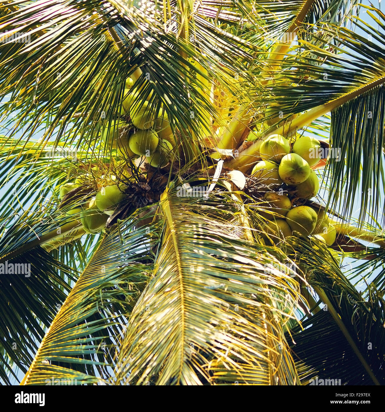 palm with green coconuts in Thailand, low angle view Stock Photo Alamy