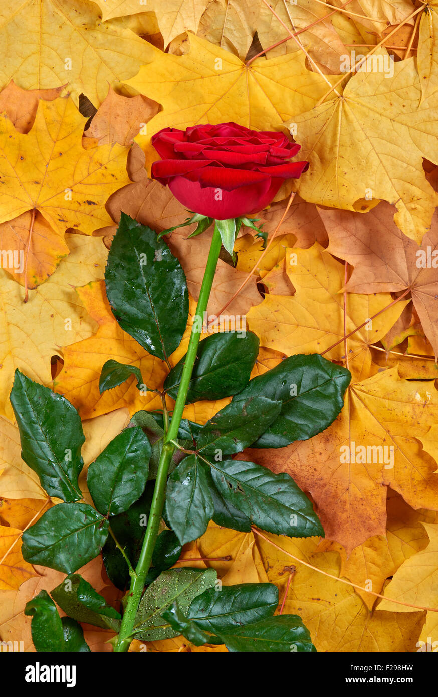 red rose on fall leaves background Stock Photo - Alamy