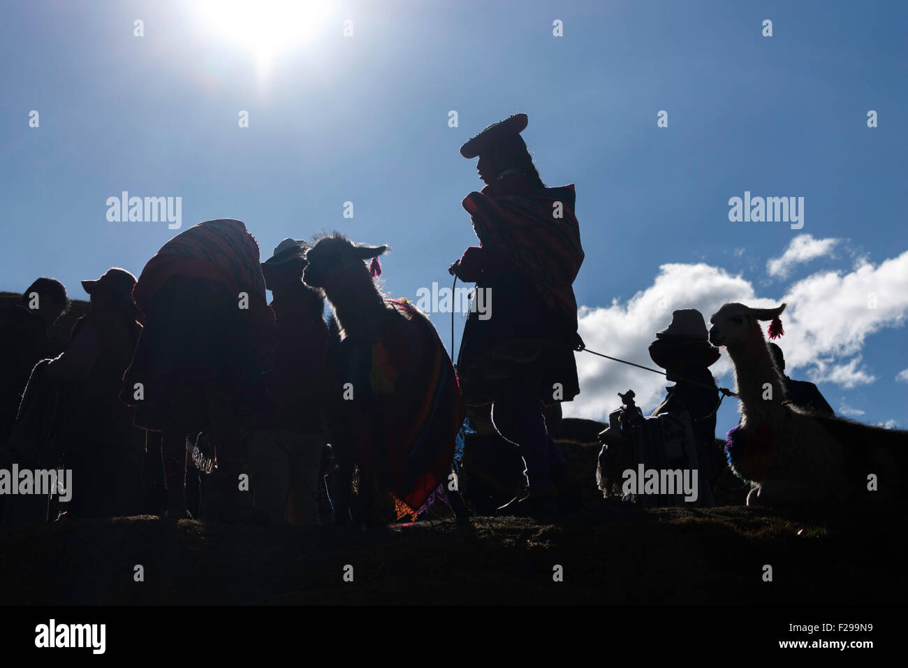 Saqsaywaman-Cuzco, Native women prepare their llamas to go to the city of Cuzco to work. Stock Photo