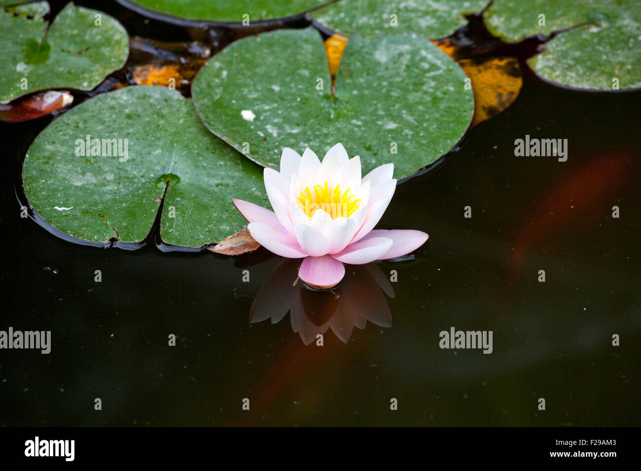 Water-lily in the pond Stock Photo