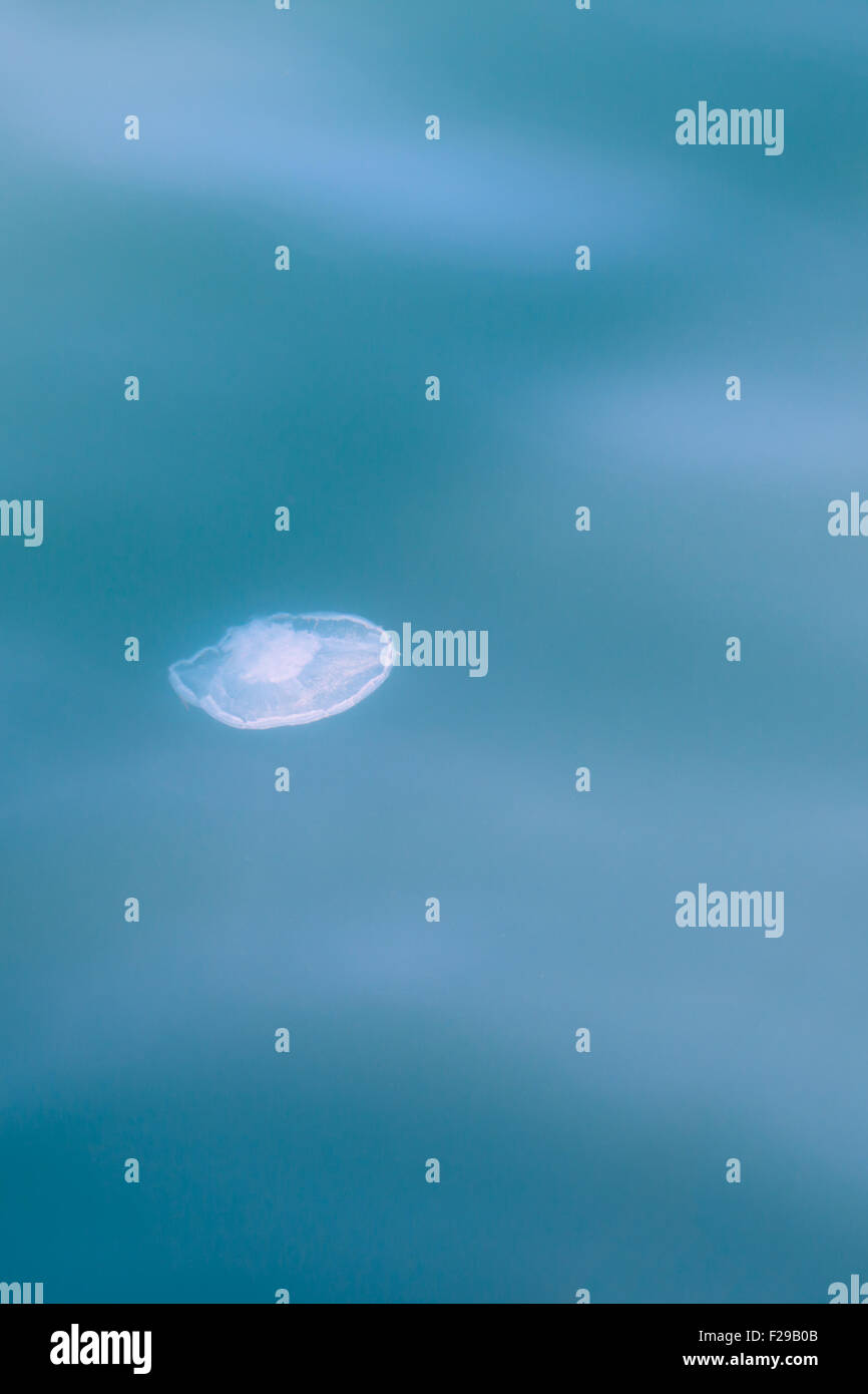 Jellyfish in Prince William Sound, Alaska. Stock Photo