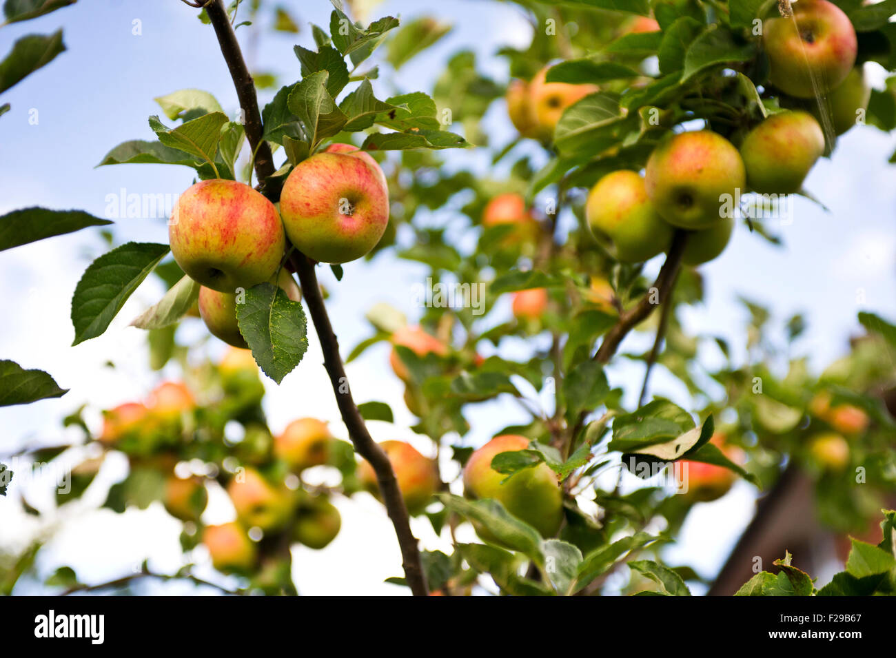 Laxton's Superb apples on family apple tree Stock Photo