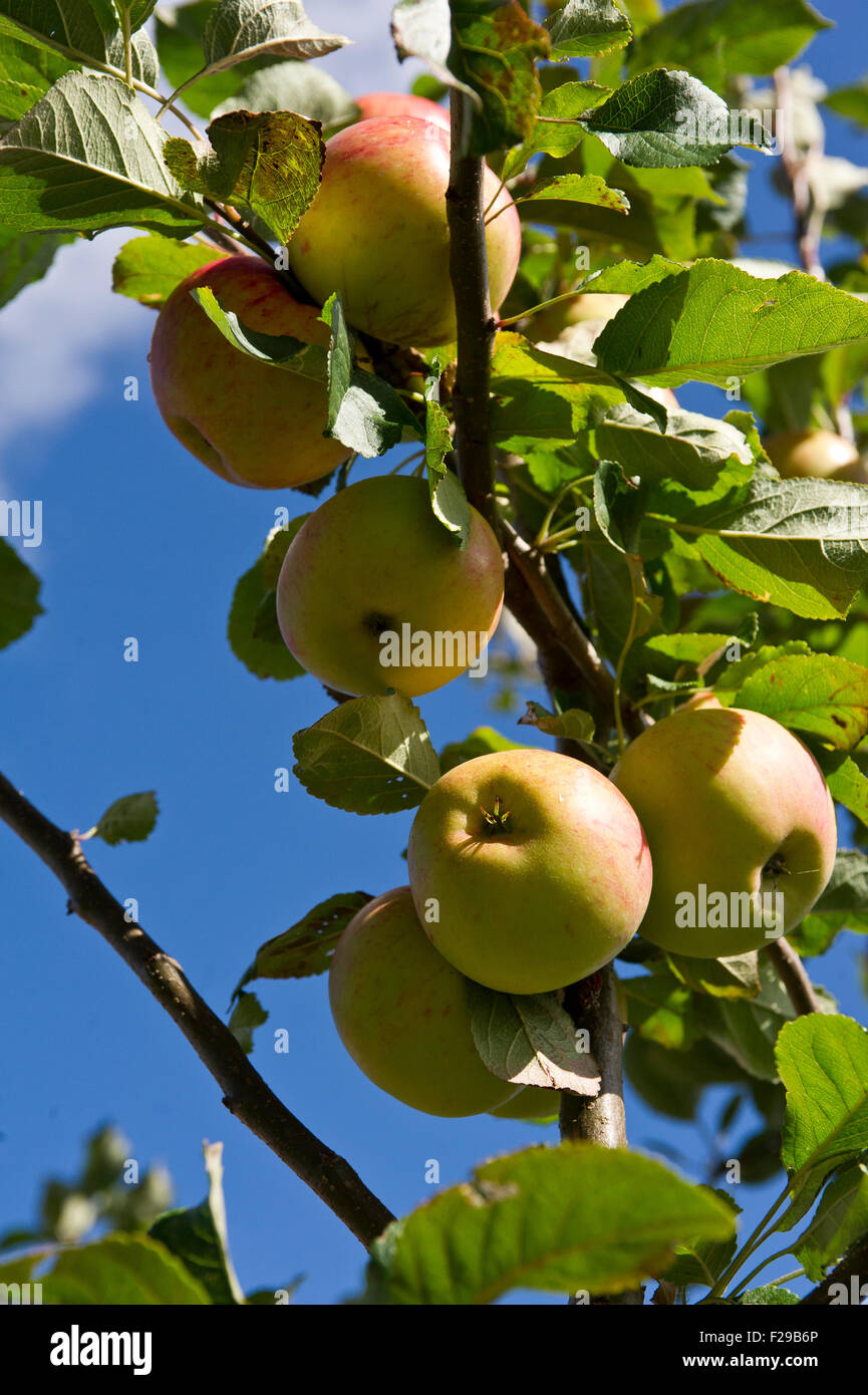 Laxton's Superb apples on family apple tree Stock Photo