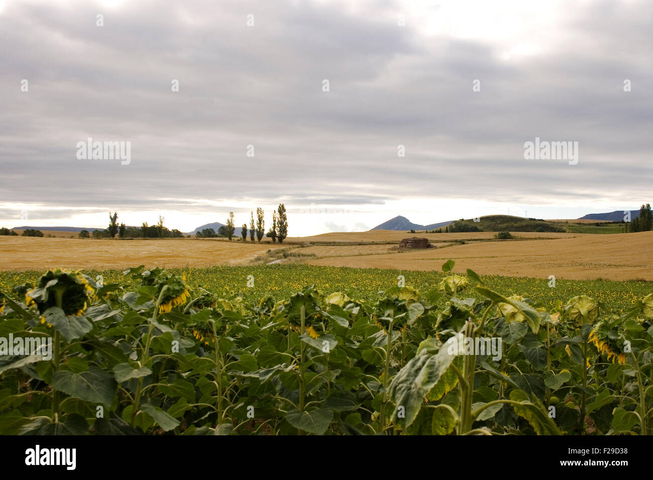 A lot of Sunflowers in spanish countryside Stock Photo Alamy