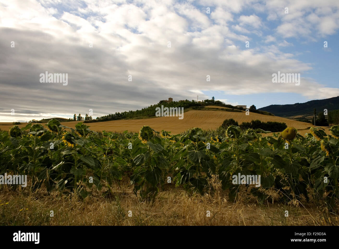 A lot of Sunflowers in spanish countryside Stock Photo Alamy