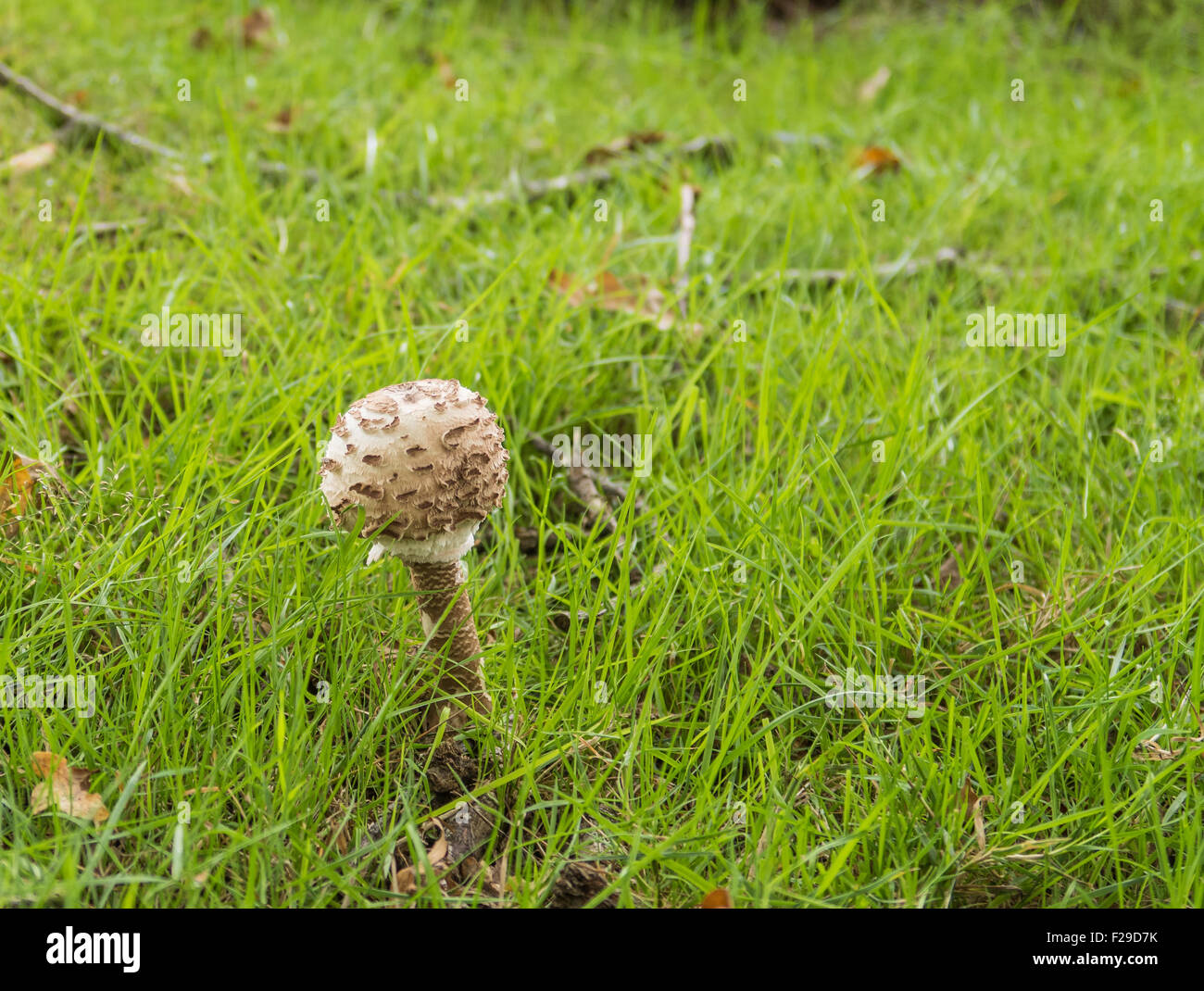 Lepiota procera also known as Common Shaggy Parasol mushroom Stock Photo