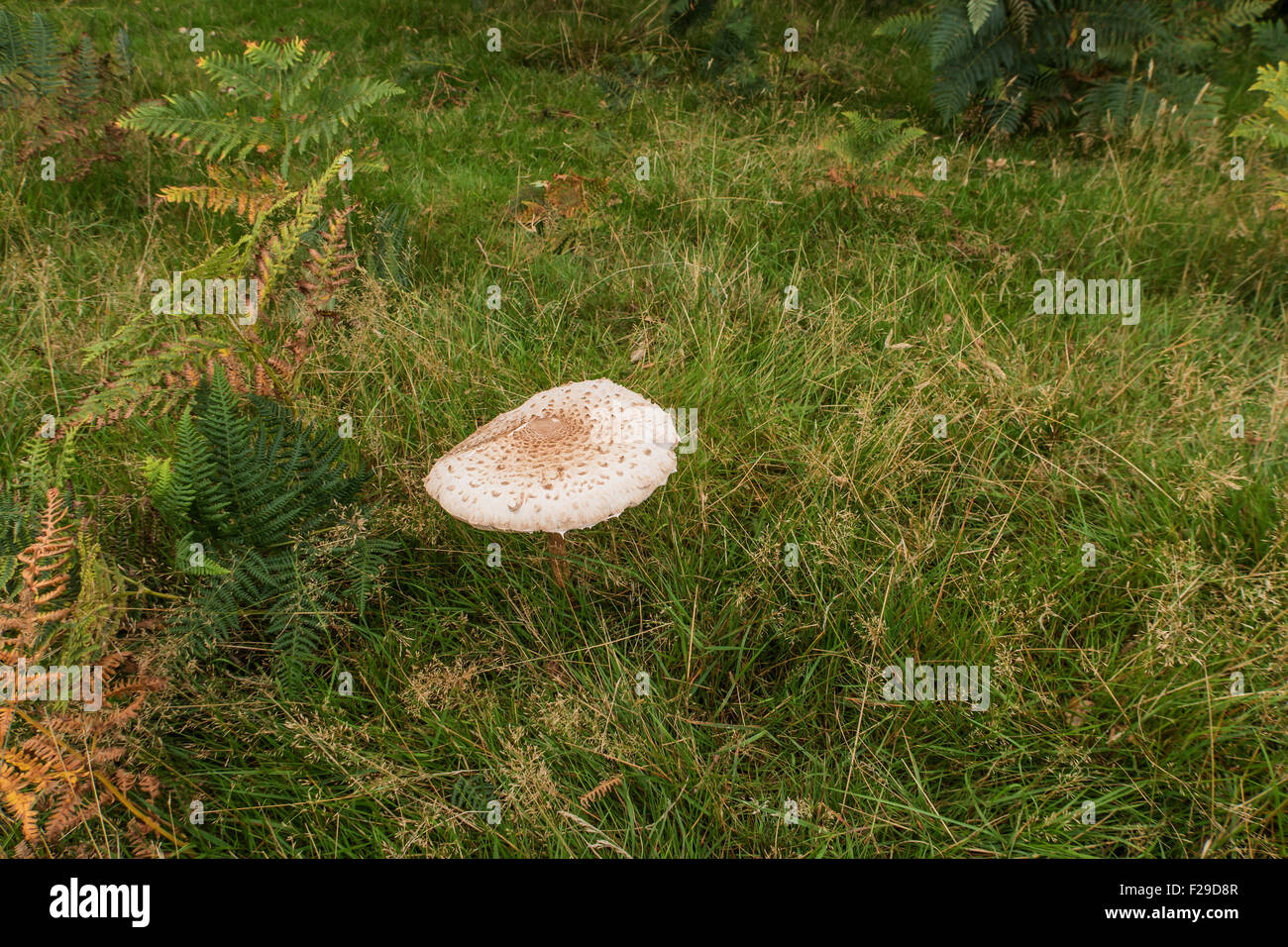 Lepiota procera also known as Common Shaggy Parasol mushroom Stock Photo
