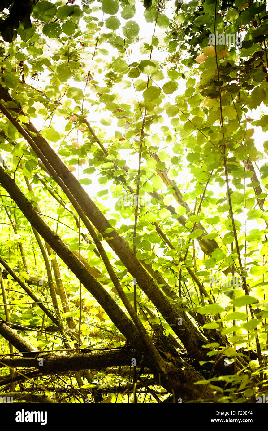 Sunlight in the green forest Stock Photo - Alamy