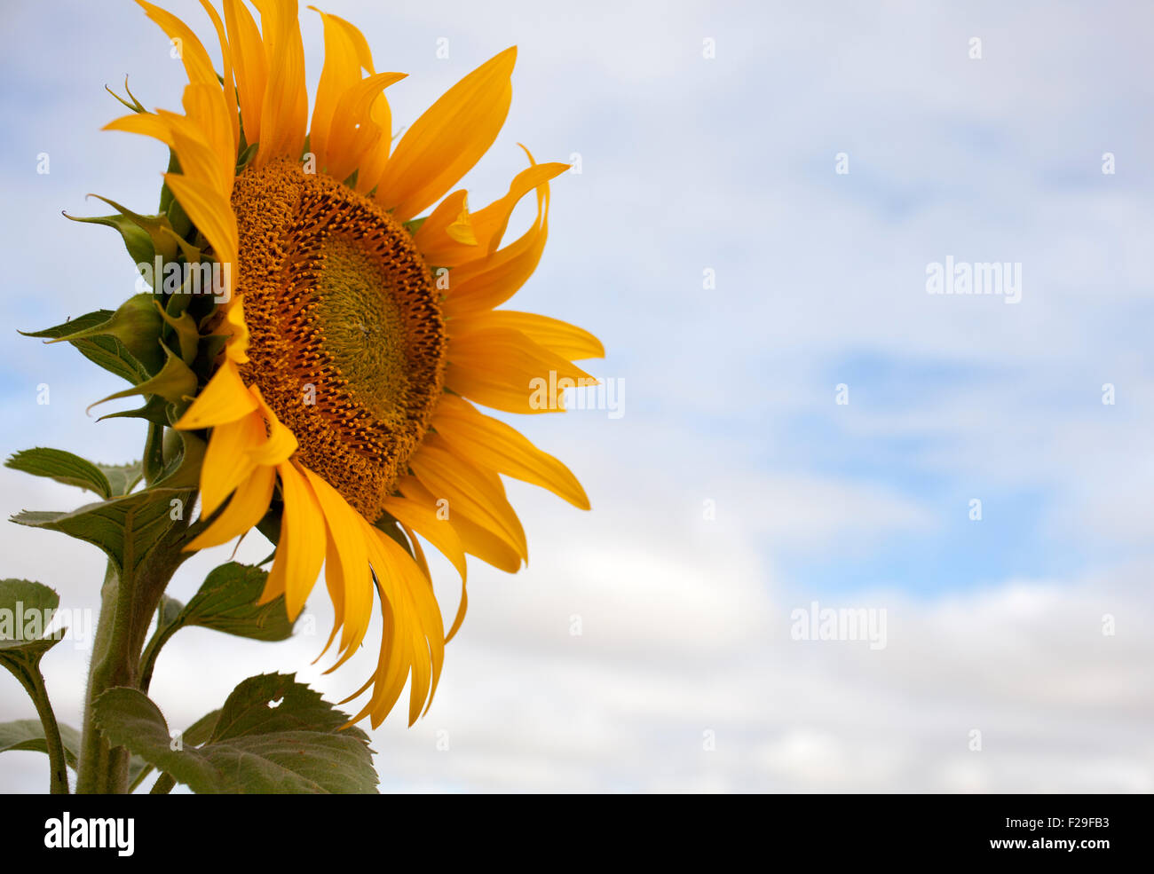 A lot of Sunflowers in spanish countryside Stock Photo Alamy