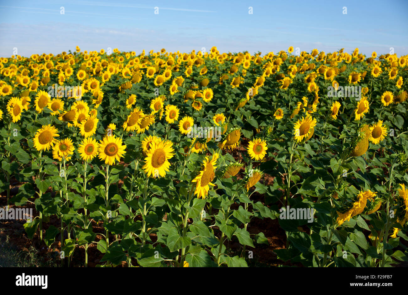 View of Sunflowers field, Spanish countryside Stock Photo Alamy