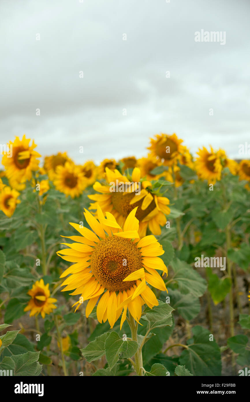 A lot of Sunflowers in spanish countryside Stock Photo Alamy