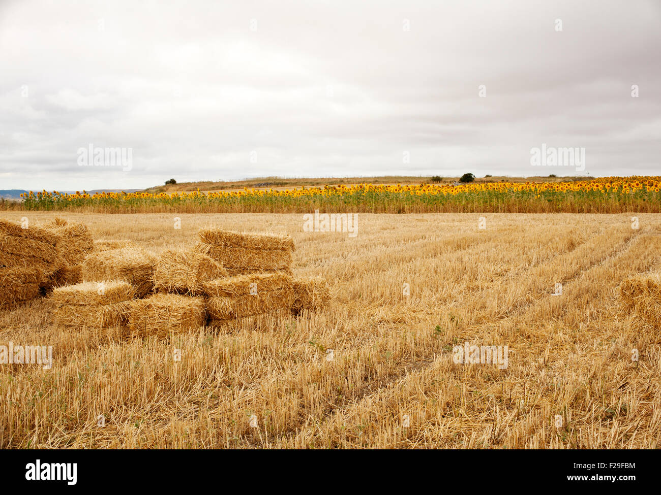 Bales of hay, spanish countryside Stock Photo Alamy