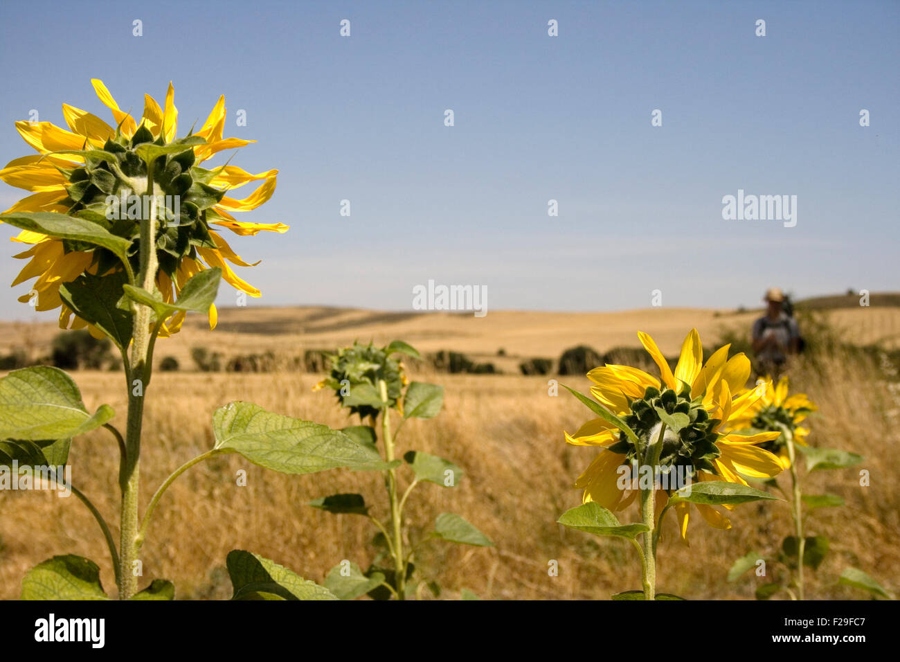 A lot of Sunflowers in spanish countryside Stock Photo Alamy