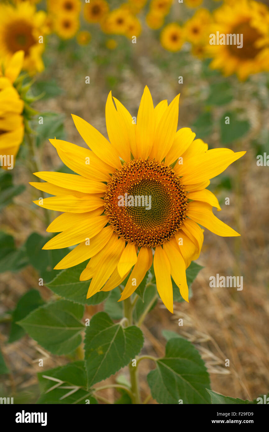 A lot of Sunflowers in spanish countryside Stock Photo Alamy
