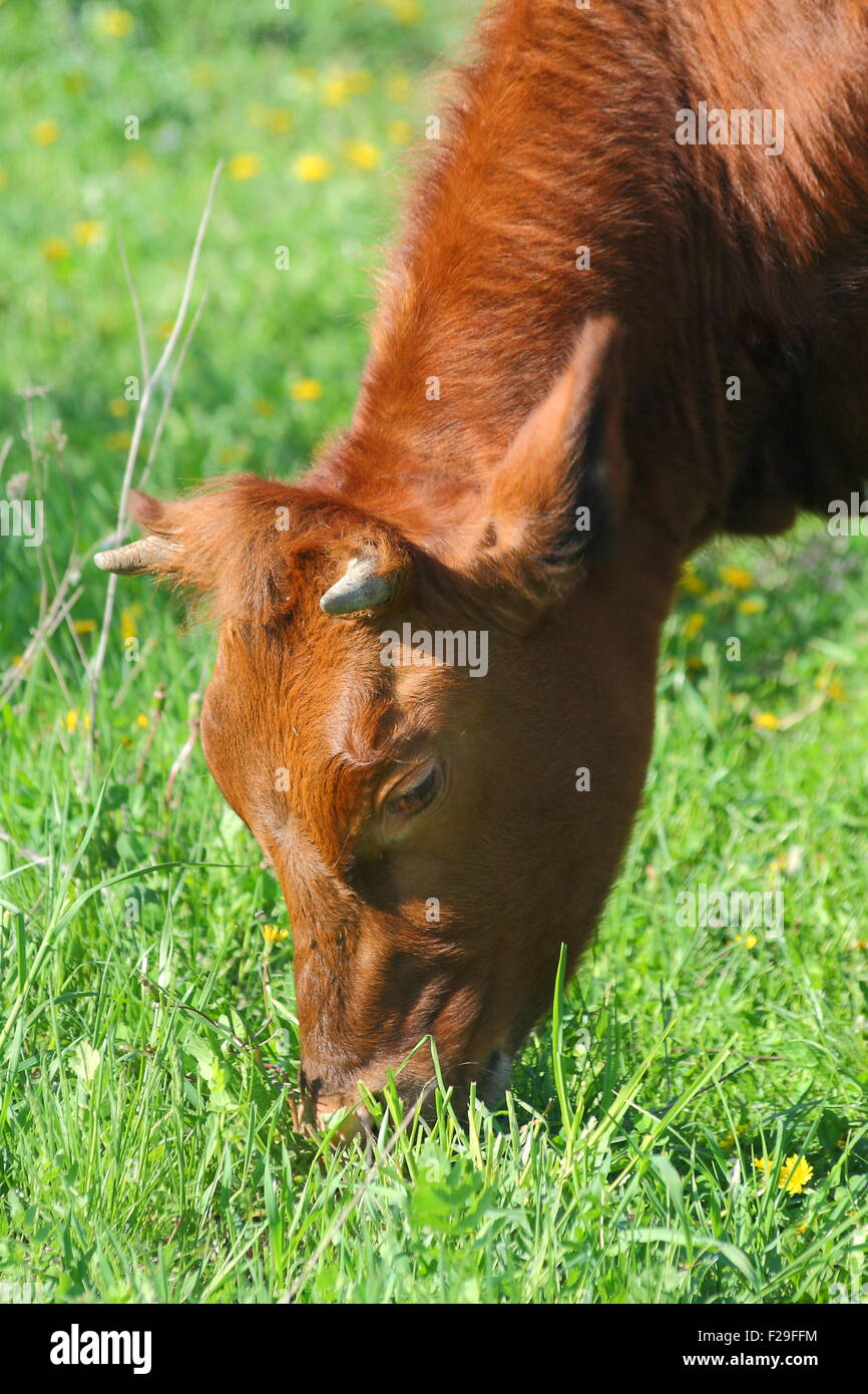 Cow is grazing in the meadow Stock Photo - Alamy
