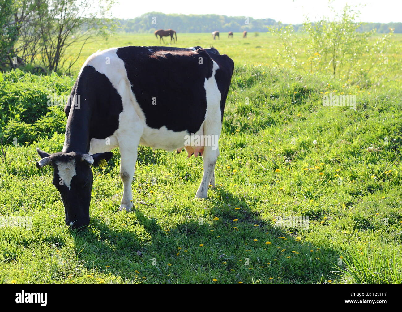 Cow is grazing in the meadow Stock Photo - Alamy