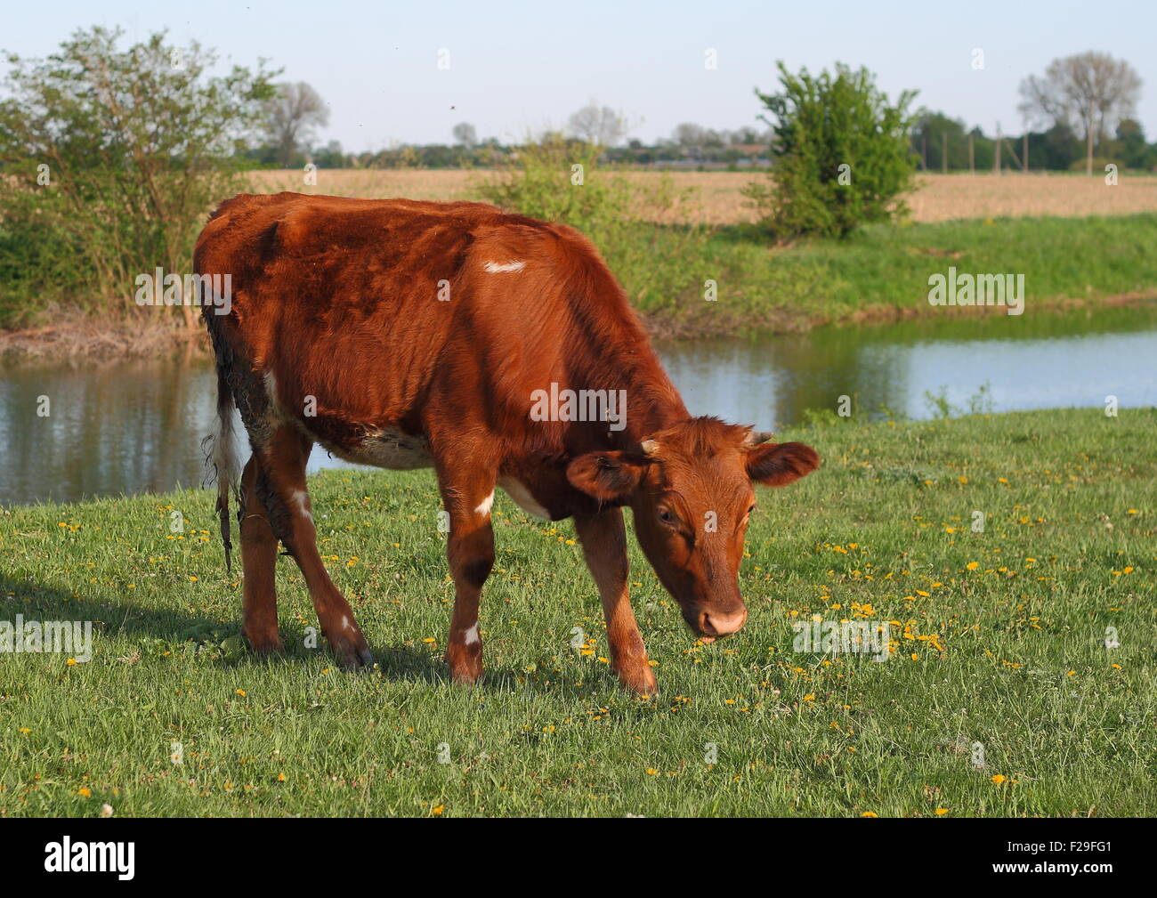 Cow is grazing in the meadow Stock Photo - Alamy