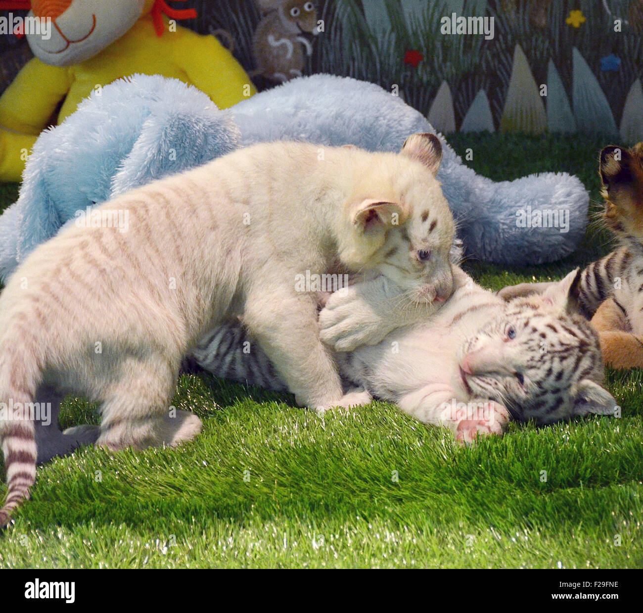 My Image 26