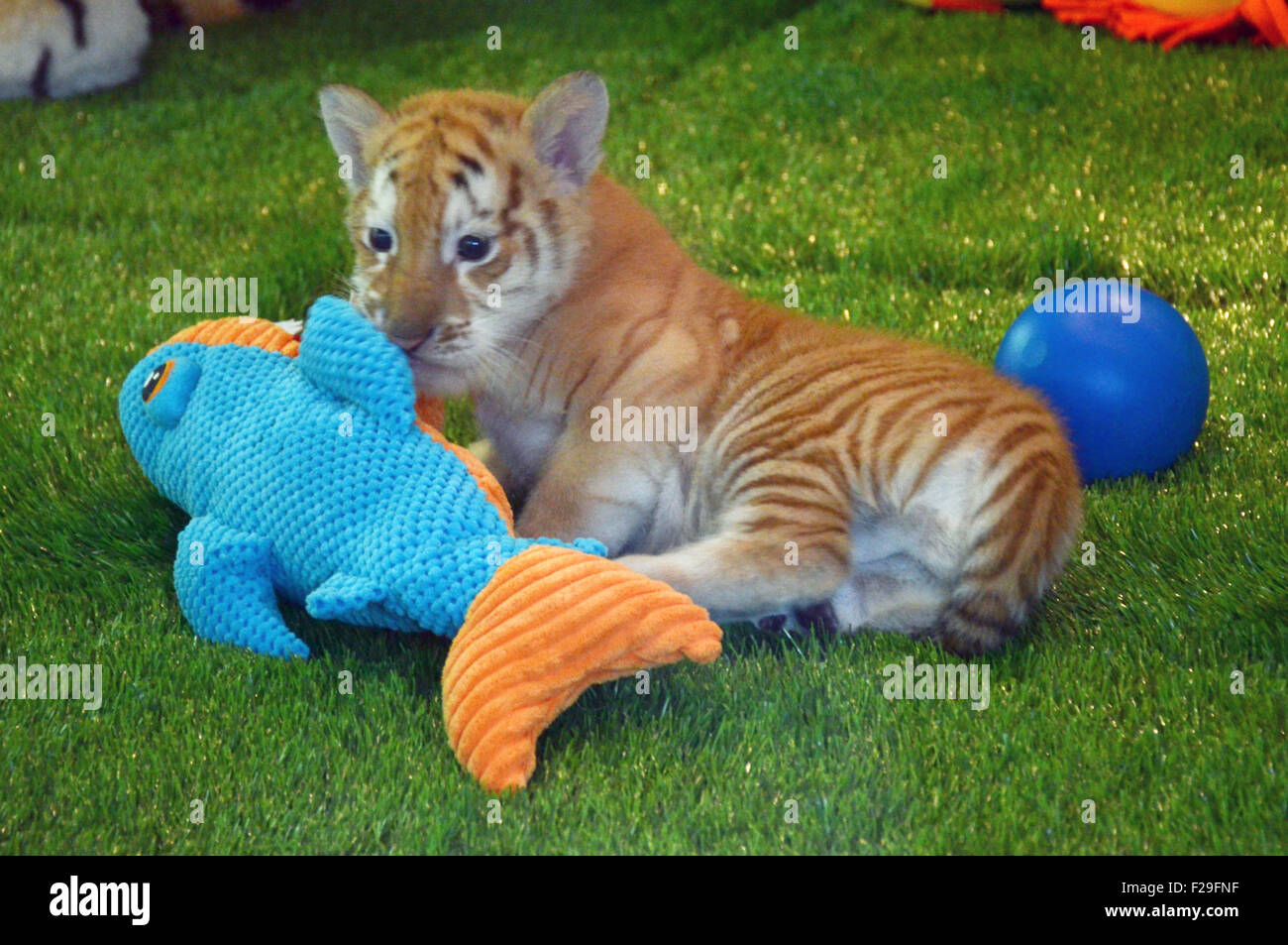 Las Vegas, Nevada, USA. 14th Sep, 2015. Six weeks old tiger cub Justice joins the Siegfried & Roy's Secret Garden and Dolphin Habitat on September 14, 2015 at The Mirage Hotel & Casino in Las Vegas, Nevada Credit: Marcel Thomas/ZUMA Wire/Alamy Live News Stock Photo