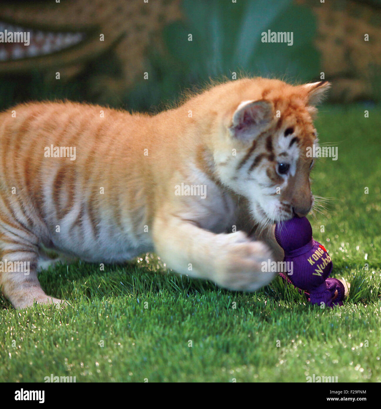 Creuda was given a live tiger cub for his birthday 29.06.2017 70 Creuda was given a live tiger cub for his birthday 29.06.2017 59