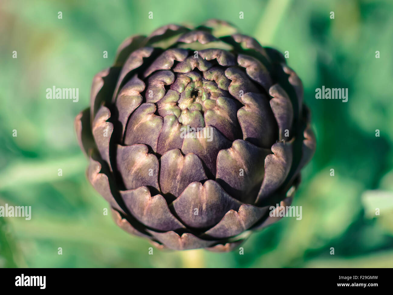Artichoke choke hires stock photography and images Alamy