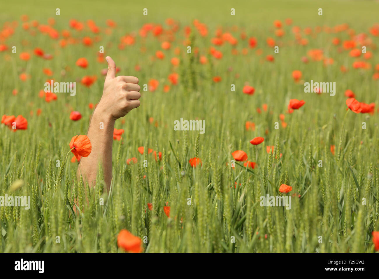 Hand with thumbs up in the middle of a wheat meadow with red poppy flowers Stock Photo