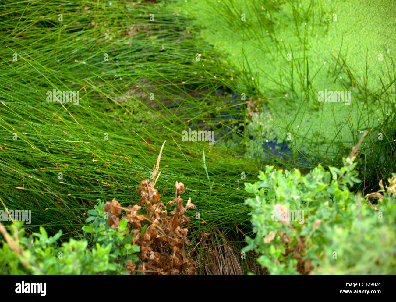 Muck floating on top of a pond Stock Photo Alamy