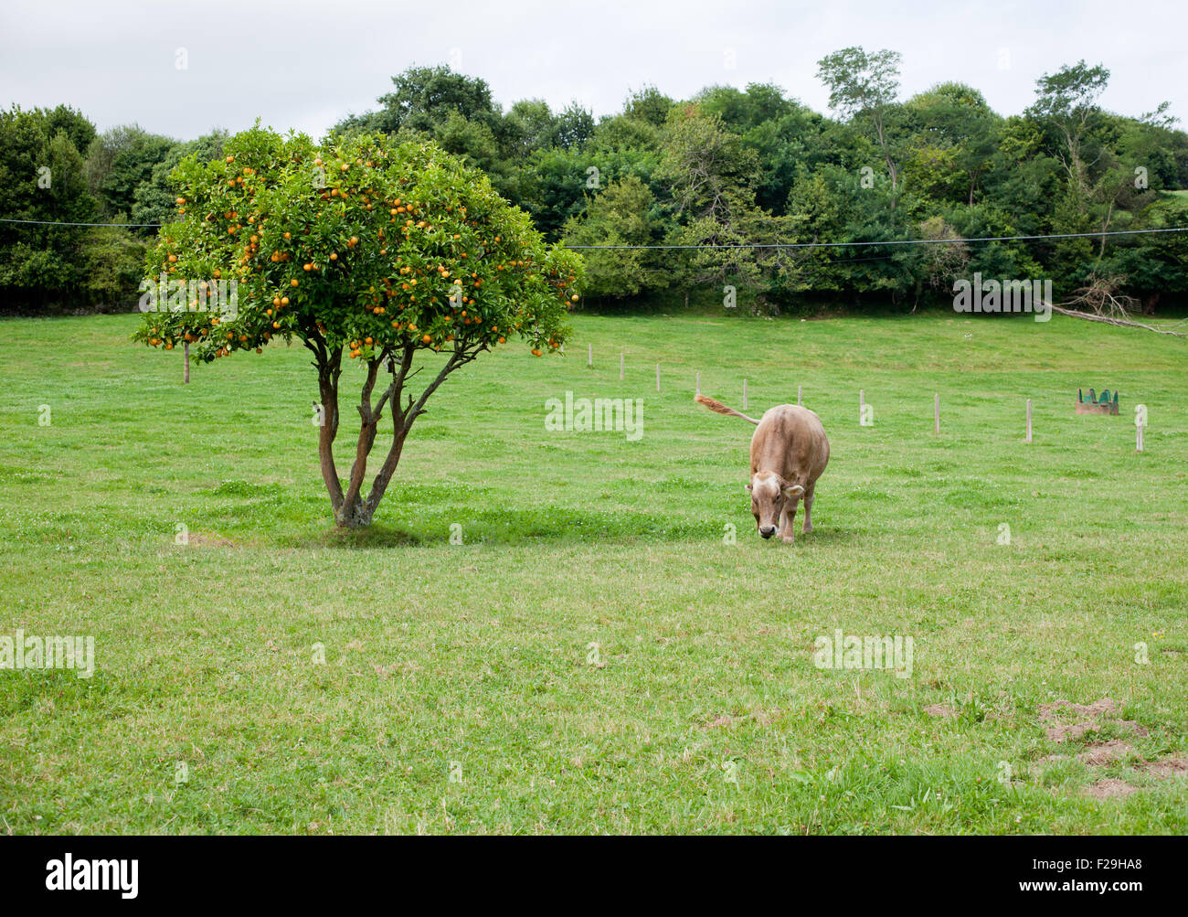 Cow grazing in a meadow Stock Photo - Alamy
