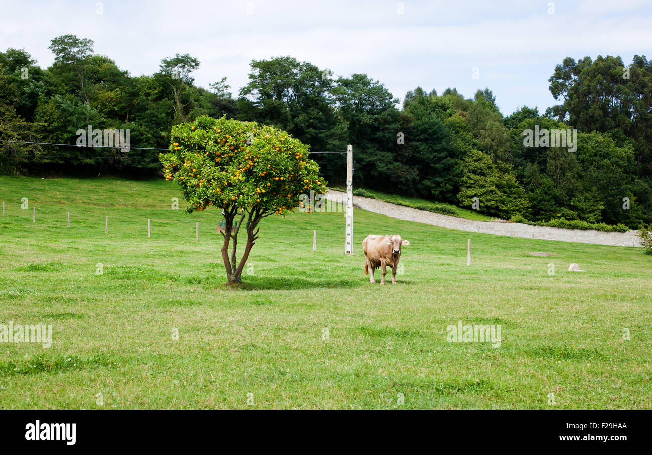 Cow grazing in a meadow Stock Photo - Alamy
