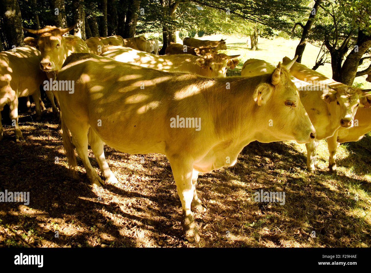 Cows grazing in a meadow Stock Photo - Alamy