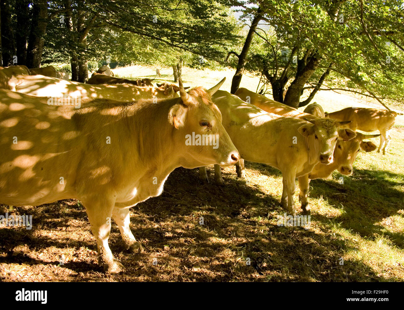 Cows grazing in a meadow Stock Photo - Alamy