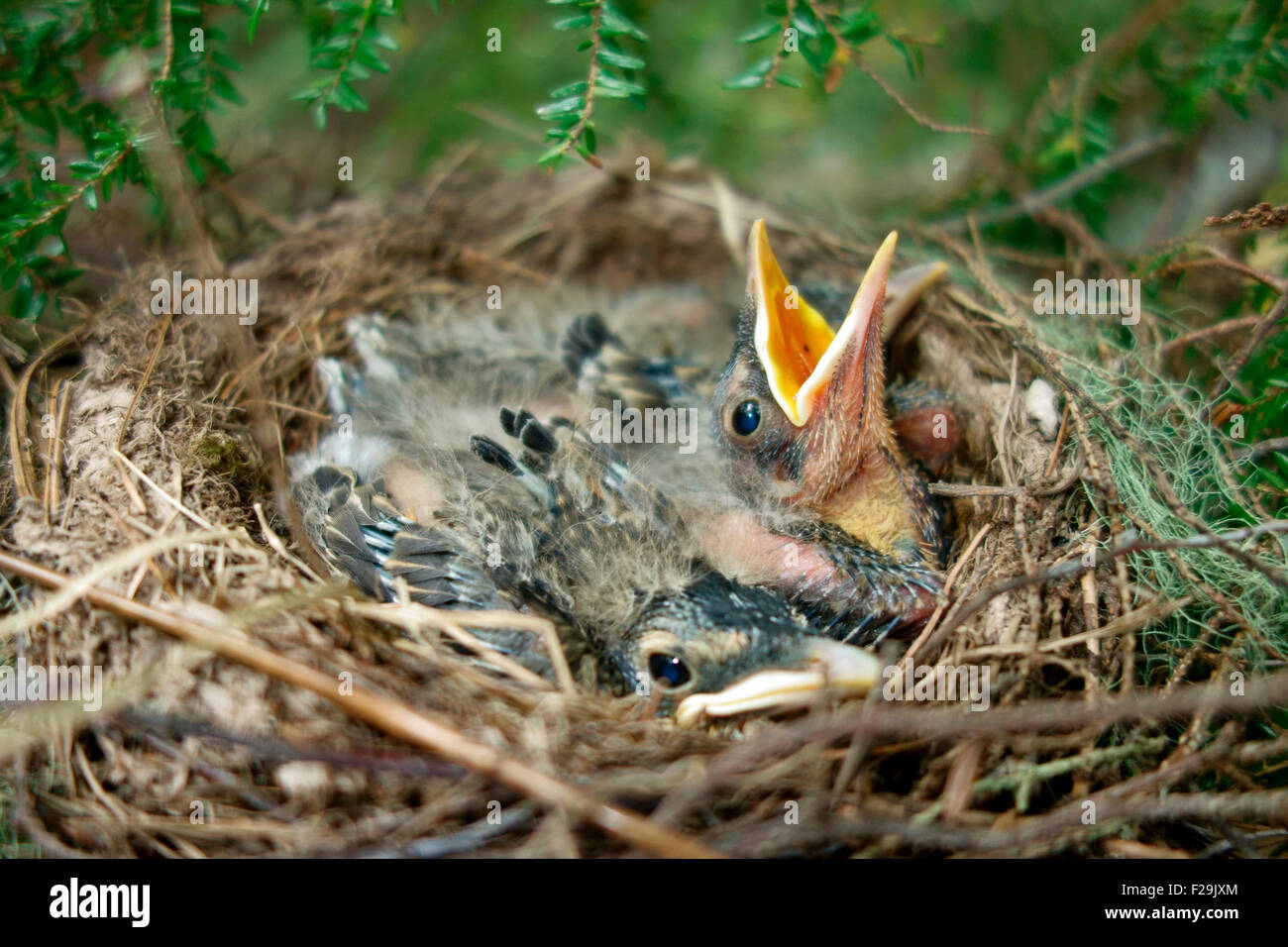 A nest of young American Robin bird birds babies fledglings hatchlings nestlings Stock Photo