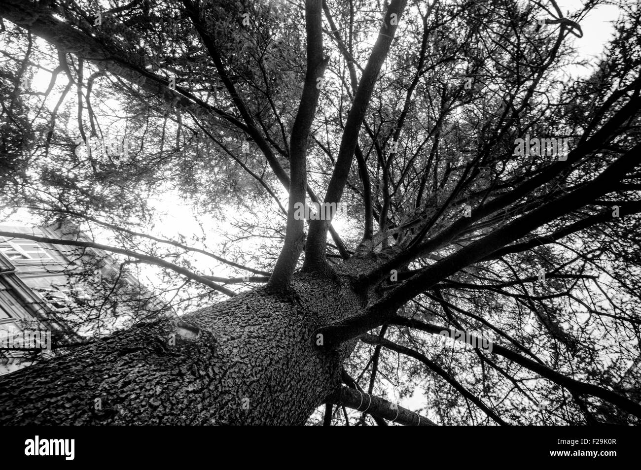 Black oak hi-res stock photography and images - Alamy