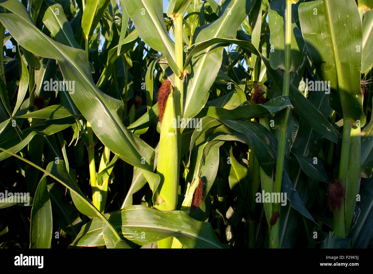 Corn field in the spanish countryside Stock Photo Alamy