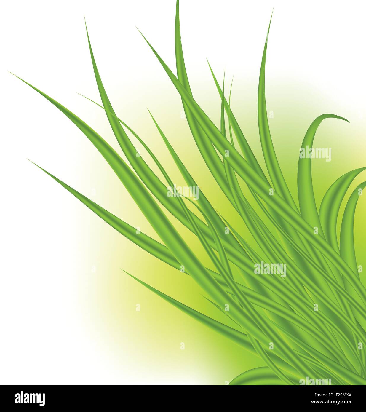 Green grass isolated on white background Stock Vector Image & Art - Alamy
