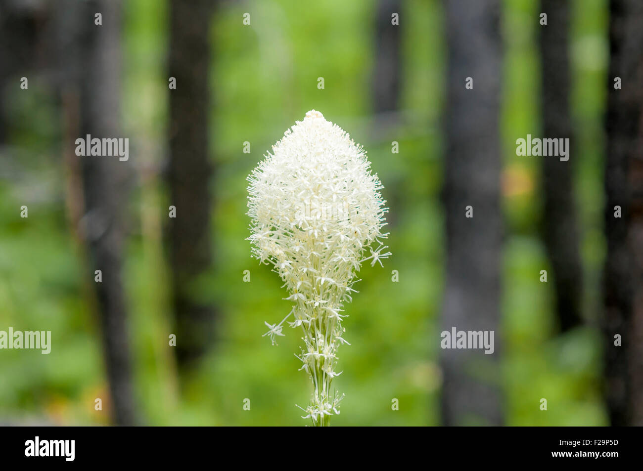 Wildflowers waterton lakes national park hires stock photography and