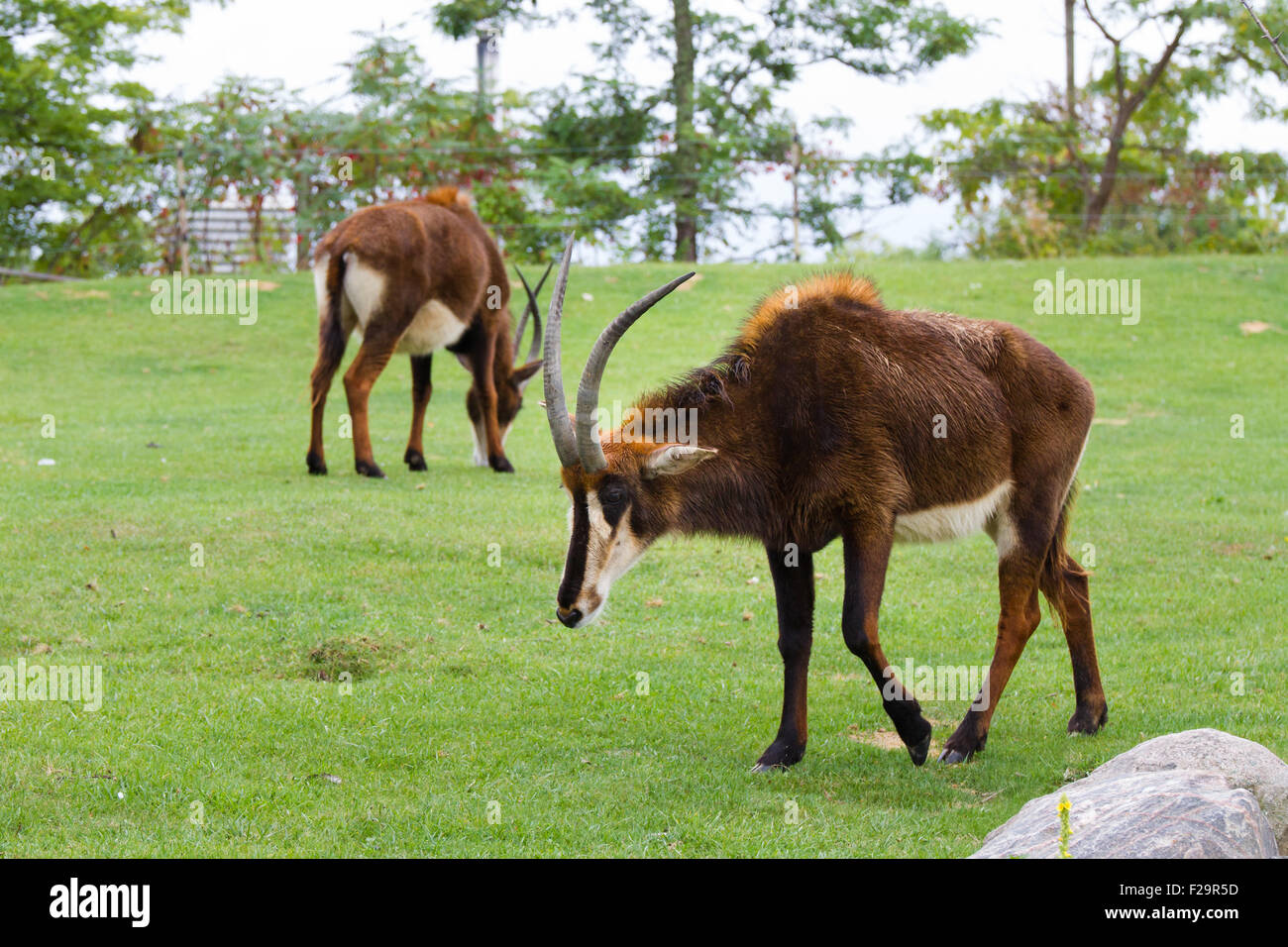 The sable antelope is one of the larger species of antelope. Both sexes have long horns that arch backwards. Stock Photo