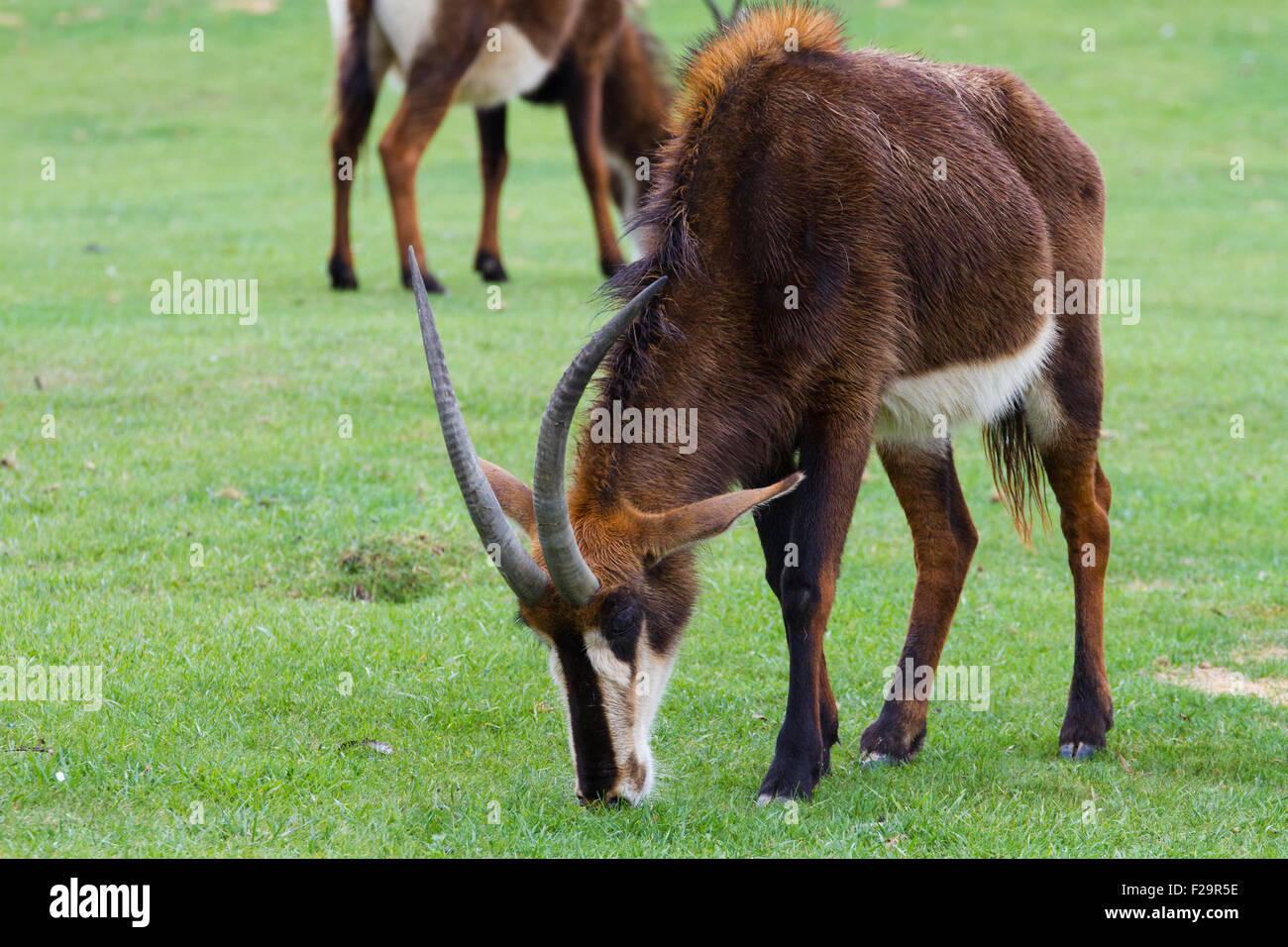 Sable antelope animal eating grass Stock Photo